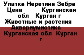 Улитка Неретина Зебра › Цена ­ 100 - Курганская обл., Курган г. Животные и растения » Аквариумистика   . Курганская обл.,Курган г.